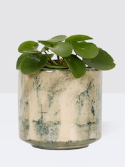 PATCH Green Penny Chinese Money Plant in Green Fracture Pot - Image 3 of 4