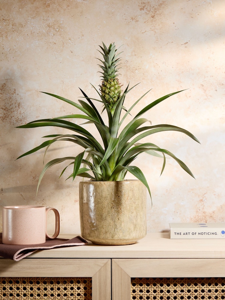 PATCH Stone Pina Pineapple Plant In Fracture Pot - Image 1 of 4