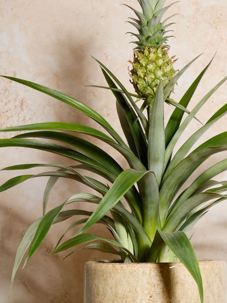 PATCH Stone Pina Pineapple Plant In Fracture Pot - Image 2 of 4