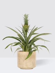 PATCH Stone Pina Pineapple Plant In Fracture Pot - Image 3 of 4