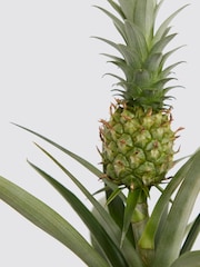 PATCH Stone Pina Pineapple Plant In Fracture Pot - Image 4 of 4