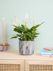 PATCH Blue Pippa Peace Lily Fracture Pot - Image 1 of 4