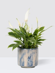PATCH Blue Pippa Peace Lily Fracture Pot - Image 3 of 4