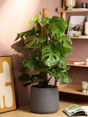 PATCH Charcoal Chaz Monstera Plant On Moss Pole (Large) In Clay Pot - Image 1 of 4