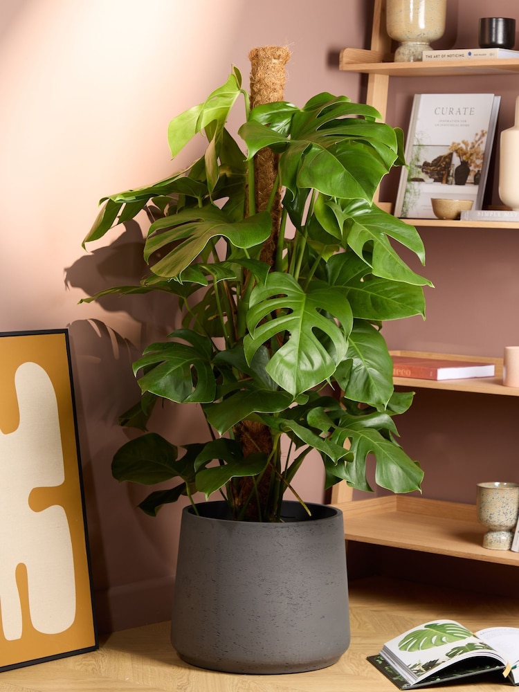 PATCH Charcoal Chaz Monstera Plant On Moss Pole (Large) In Clay Pot - Image 1 of 4