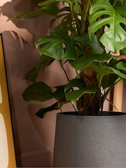PATCH Charcoal Chaz Monstera Plant On Moss Pole (Large) In Clay Pot - Image 2 of 4