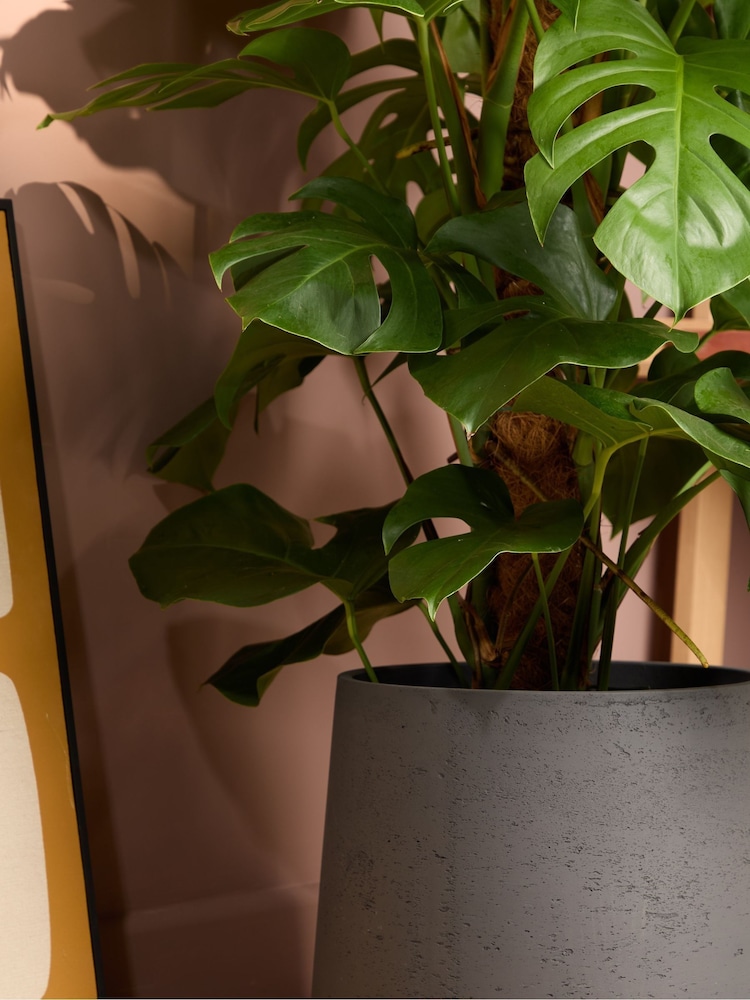 PATCH Charcoal Chaz Monstera Plant On Moss Pole (Large) In Clay Pot - Image 2 of 4
