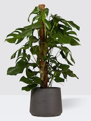 PATCH Charcoal Chaz Monstera Plant On Moss Pole (Large) In Clay Pot - Image 3 of 4