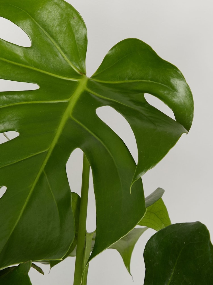 PATCH Charcoal Chaz Monstera Plant On Moss Pole (Large) In Clay Pot - Image 4 of 4