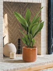PATCH Rust Howard Cast Iron Plant Large In Ceramic Glazed Pot - Image 1 of 4