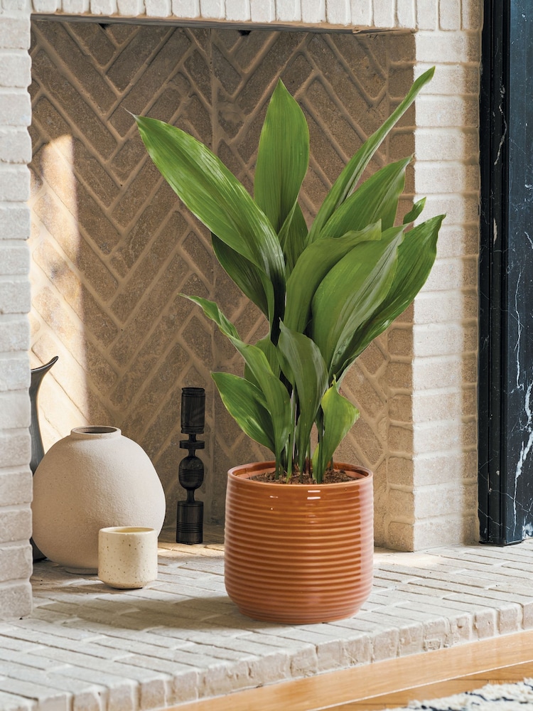 PATCH Rust Howard Cast Iron Plant Large In Ceramic Glazed Pot - Image 1 of 4 PATCH Rust Howard Cast Iron Plant Large In Ceramic Glazed Pot - Image 1 of 4