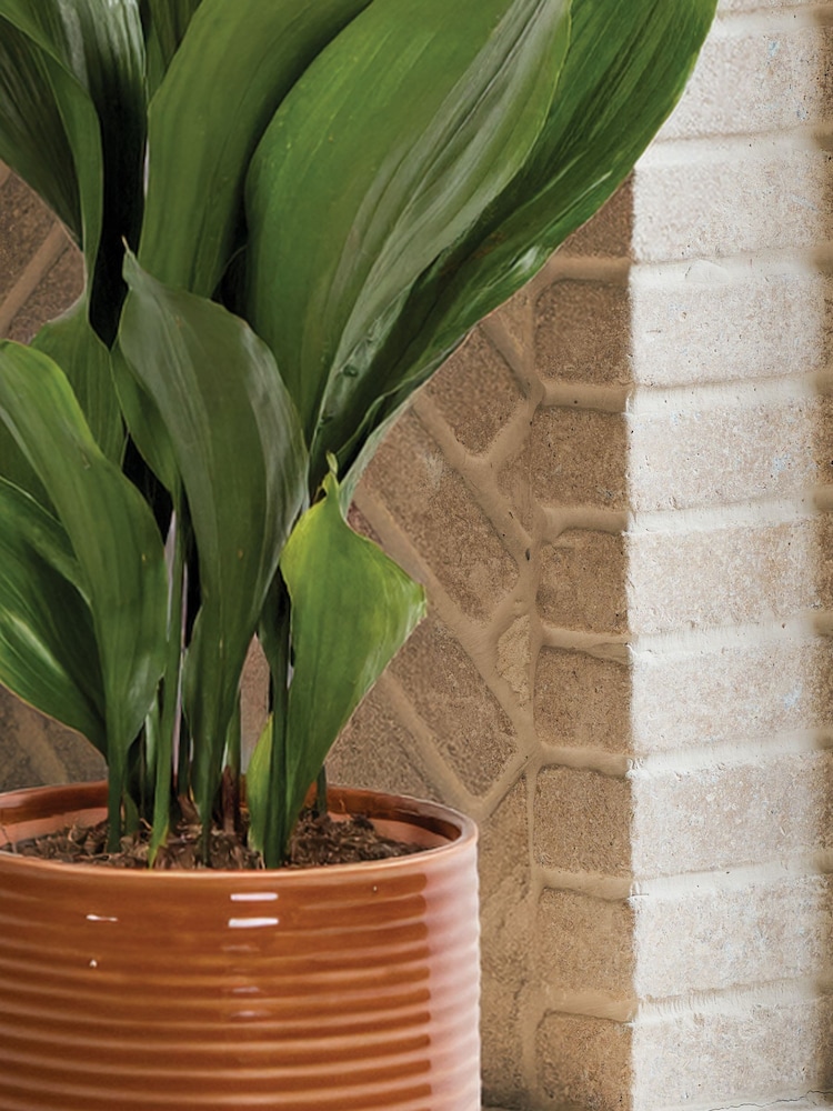 PATCH Rust Howard Cast Iron Plant Large In Ceramic Glazed Pot - Image 2 of 4 PATCH Rust Howard Cast Iron Plant Large In Ceramic Glazed Pot - Image 2 of 4