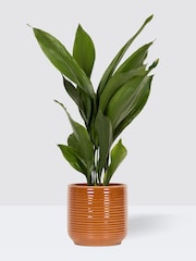 PATCH Rust Howard Cast Iron Plant Large In Ceramic Glazed Pot - Image 3 of 4