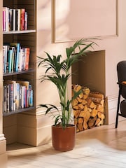 PATCH Rust Big Ken Kentia Palm Plant Large In Ceramic Glazed Pot - Image 1 of 4