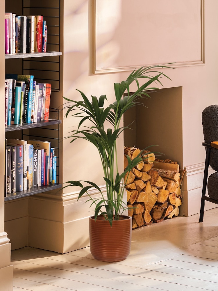 PATCH Rust Big Ken Kentia Palm Plant Large In Ceramic Glazed Pot - Image 1 of 4