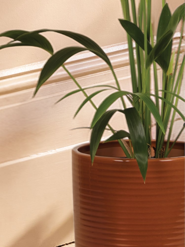 PATCH Rust Big Ken Kentia Palm Plant Large In Ceramic Glazed Pot - Image 2 of 4