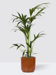 PATCH Rust Big Ken Kentia Palm Plant Large In Ceramic Glazed Pot - Image 3 of 4