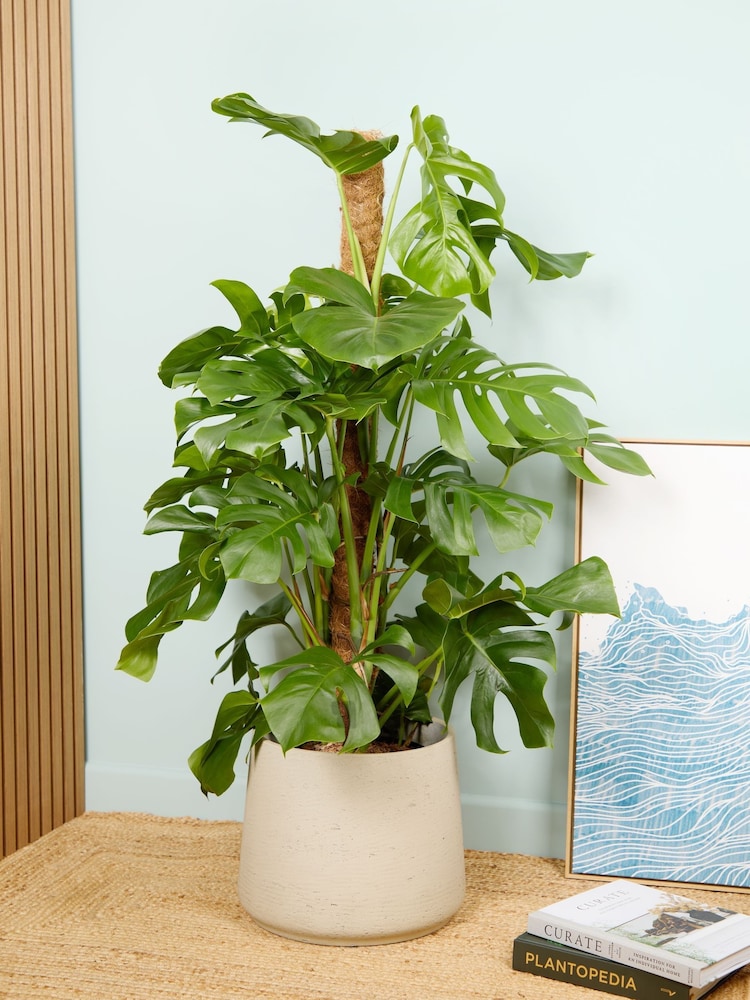 PATCH Grey Chaz Monstera Plant on Moss Pole Large in Grey Clay Pot - Image 1 of 4 PATCH Grey Chaz Monstera Plant on Moss Pole Large in Grey Clay Pot - Image 1 of 4