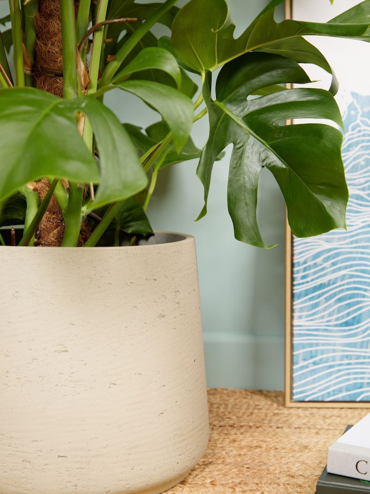 PATCH Grey Chaz Monstera Plant on Moss Pole Large in Grey Clay Pot - Image 2 of 4 PATCH Grey Chaz Monstera Plant on Moss Pole Large in Grey Clay Pot - Image 2 of 4