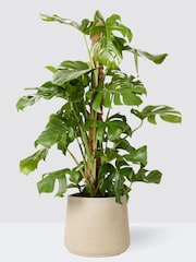PATCH Grey Chaz Monstera Plant on Moss Pole Large in Grey Clay Pot - Image 3 of 4