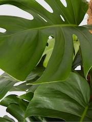 PATCH Grey Chaz Monstera Plant on Moss Pole Large in Grey Clay Pot - Image 4 of 4