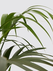 PATCH Cream Big Ken Kentia Palm Plant Large in Cream Ceramic Glazed Pot - Image 4 of 4