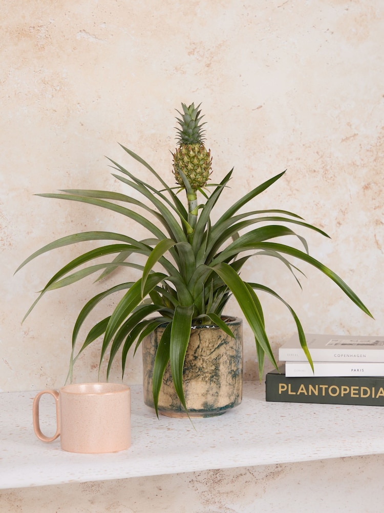 PATCH Green Pina Pineapple Plant In Fracture Pot - Image 1 of 4