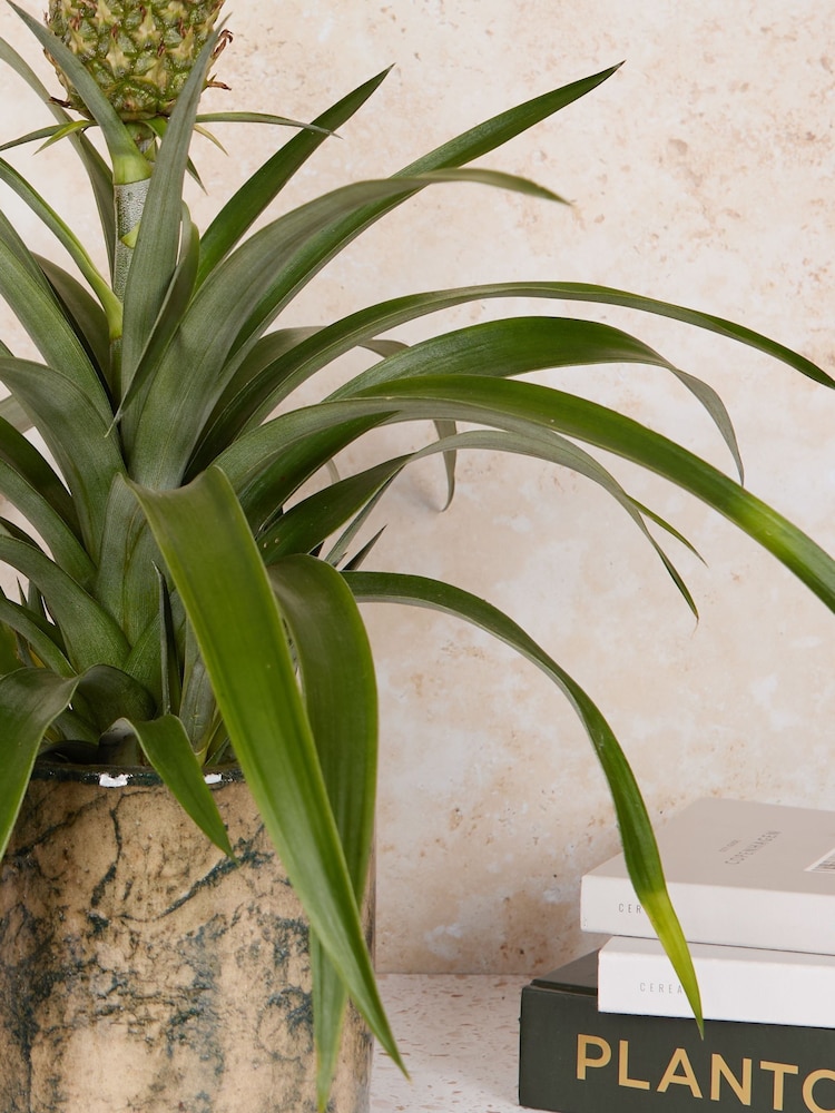 PATCH Green Pina Pineapple Plant In Fracture Pot - Image 2 of 4