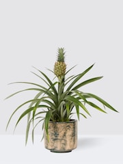 PATCH Green Pina Pineapple Plant In Fracture Pot - Image 3 of 4