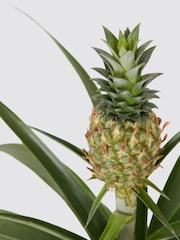 PATCH Green Pina Pineapple Plant In Fracture Pot - Image 4 of 4