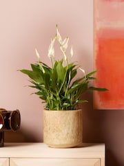 PATCH Stone Pippa Peace Lily Fracture Pot - Image 1 of 4
