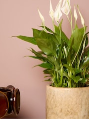 PATCH Stone Pippa Peace Lily Fracture Pot - Image 2 of 4