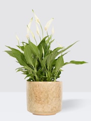 PATCH Stone Pippa Peace Lily Fracture Pot - Image 3 of 4
