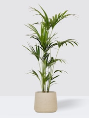 PATCH Grey Big Ken Kentia Palm Plant Extra Large in Charcoal Clay Pot - Image 1 of 2