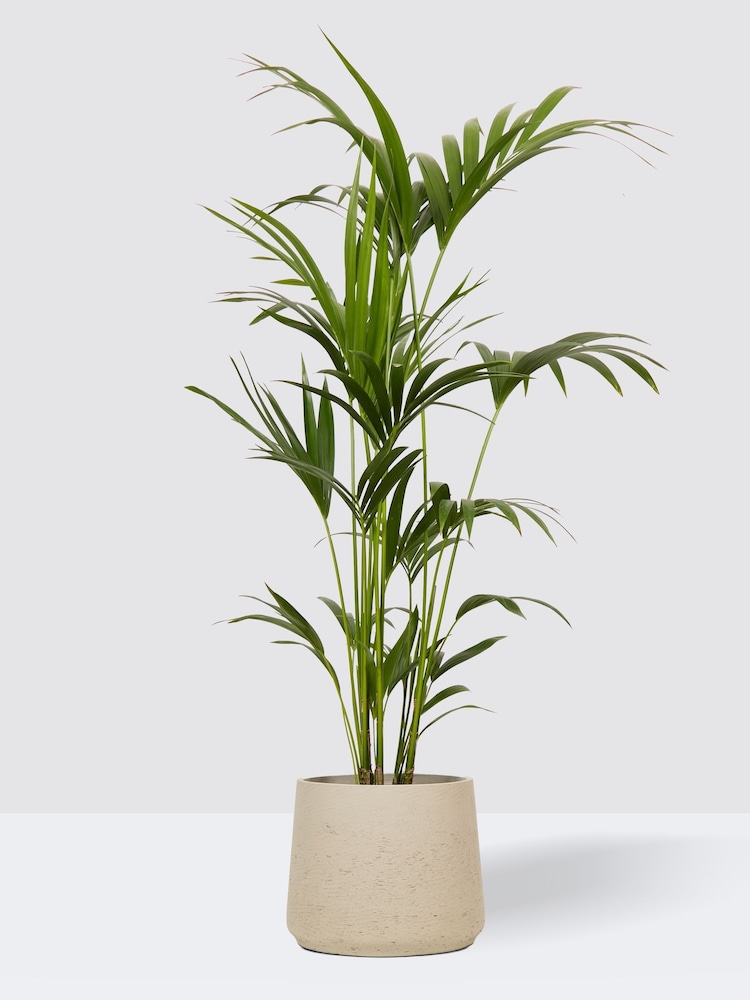 PATCH Grey Big Ken Kentia Palm Plant Extra Large in Charcoal Clay Pot - Image 1 of 2 PATCH Grey Big Ken Kentia Palm Plant Extra Large in Charcoal Clay Pot - Image 1 of 2