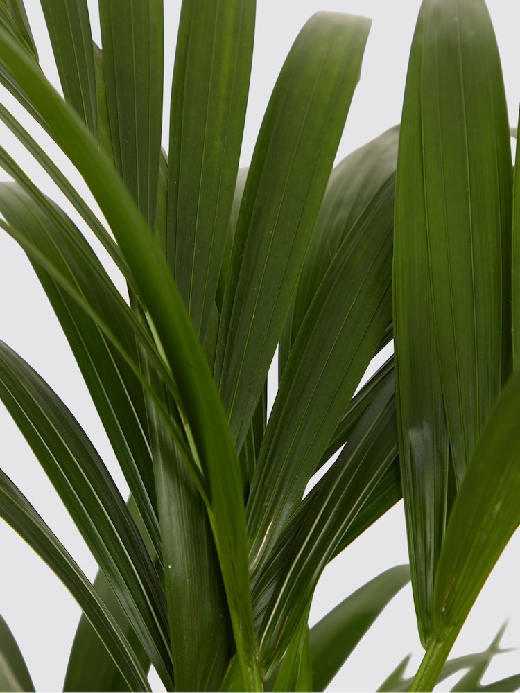 PATCH Grey Big Ken Kentia Palm Plant Extra Large in Charcoal Clay Pot - Image 2 of 2 PATCH Grey Big Ken Kentia Palm Plant Extra Large in Charcoal Clay Pot - Image 2 of 2