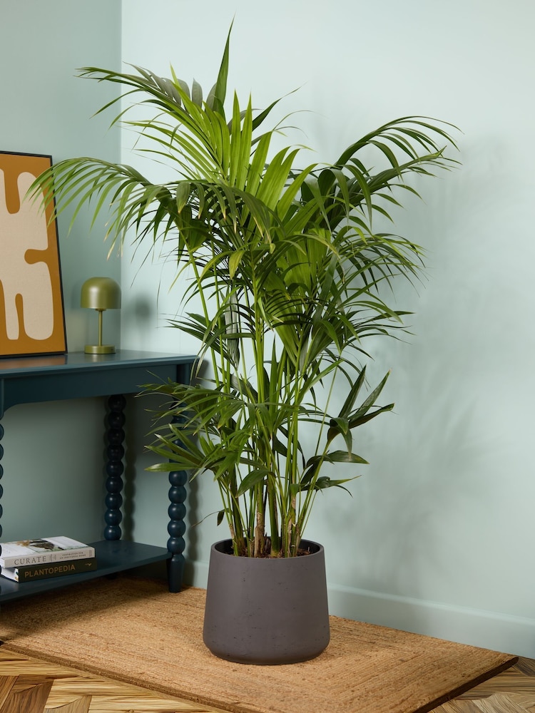 PATCH Charcoal Big Ken Kentia Palm Plant Extra Large in Charcoal Clay Pot - Image 1 of 4 PATCH Charcoal Big Ken Kentia Palm Plant Extra Large in Charcoal Clay Pot - Image 1 of 4