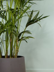 PATCH Charcoal Big Ken Kentia Palm Plant Extra Large in Charcoal Clay Pot - Image 2 of 4