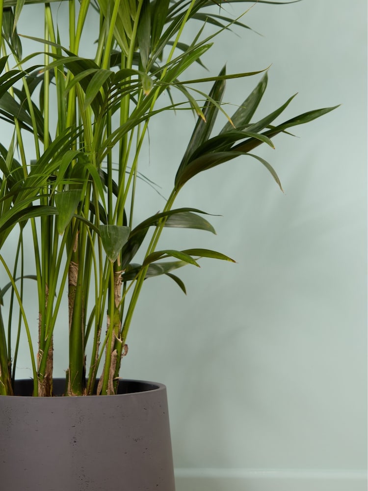 PATCH Charcoal Big Ken Kentia Palm Plant Extra Large in Charcoal Clay Pot - Image 2 of 4 PATCH Charcoal Big Ken Kentia Palm Plant Extra Large in Charcoal Clay Pot - Image 2 of 4