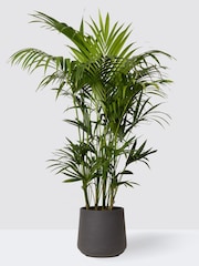 PATCH Charcoal Big Ken Kentia Palm Plant Extra Large in Charcoal Clay Pot - Image 3 of 4