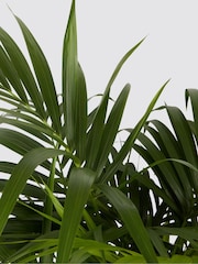 PATCH Charcoal Big Ken Kentia Palm Plant Extra Large in Charcoal Clay Pot - Image 4 of 4