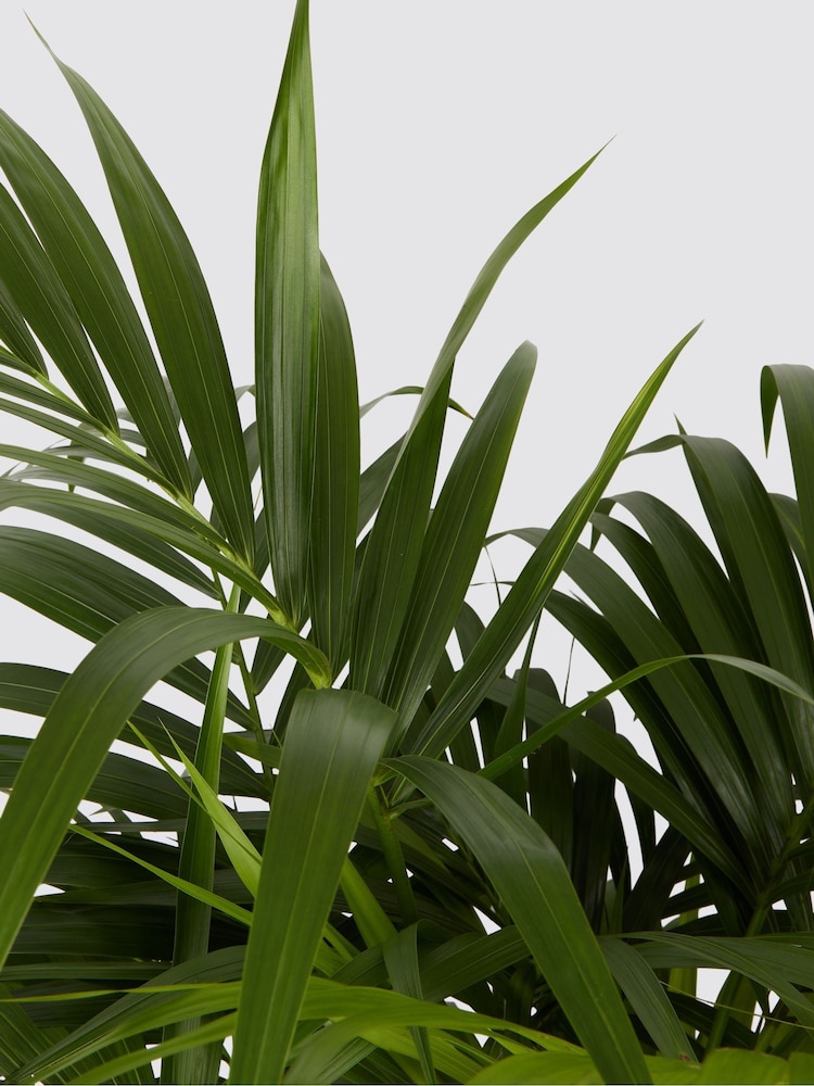 PATCH Charcoal Big Ken Kentia Palm Plant Extra Large in Charcoal Clay Pot - Image 4 of 4 PATCH Charcoal Big Ken Kentia Palm Plant Extra Large in Charcoal Clay Pot - Image 4 of 4