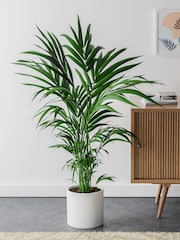 Beards & Daisies Cool Grey Kentia Palm and Capri Pot - Image 1 of 3