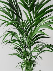 Beards & Daisies Cool Grey Kentia Palm and Capri Pot - Image 2 of 3