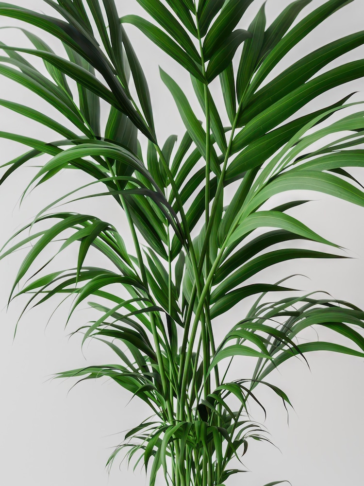 Beards & Daisies Cool Grey Kentia Palm and Capri Pot - Image 2 of 3