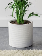 Beards & Daisies Cool Grey Kentia Palm and Capri Pot - Image 3 of 3