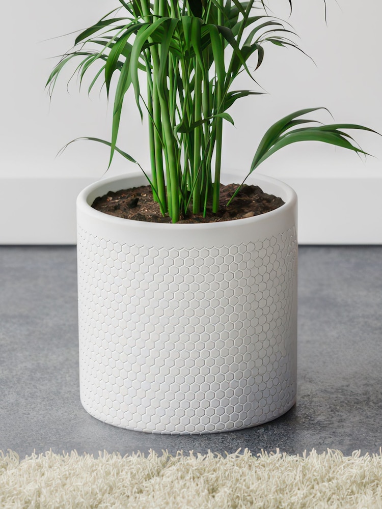 Beards & Daisies Cool Grey Kentia Palm and Capri Pot - Image 3 of 3