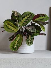 Beards & Daisies Cool Grey Prayer Plant and Capri Pot - Image 1 of 3