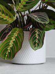 Beards & Daisies Cool Grey Prayer Plant and Capri Pot - Image 3 of 3