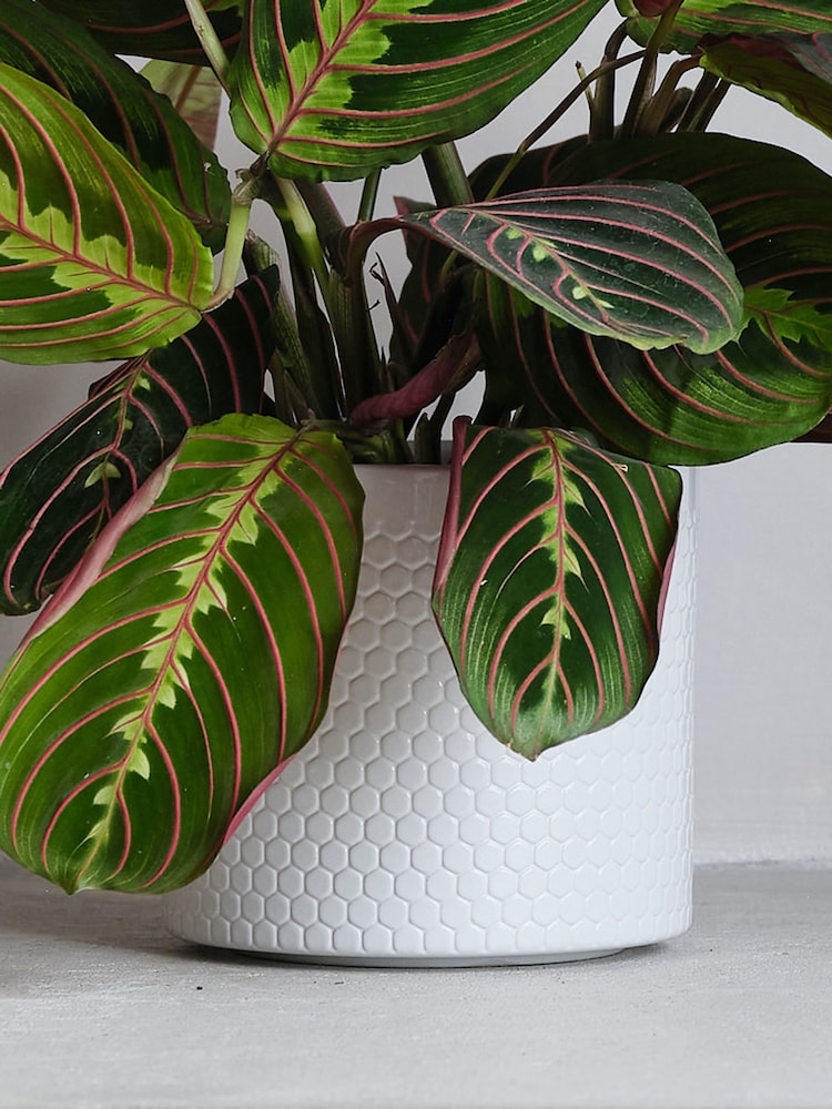 Beards & Daisies Cool Grey Prayer Plant and Capri Pot - Image 3 of 3